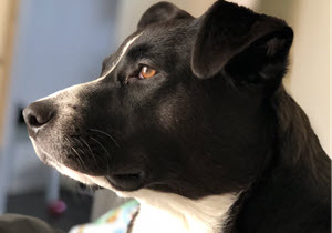 Image Button Widget Example 300x210