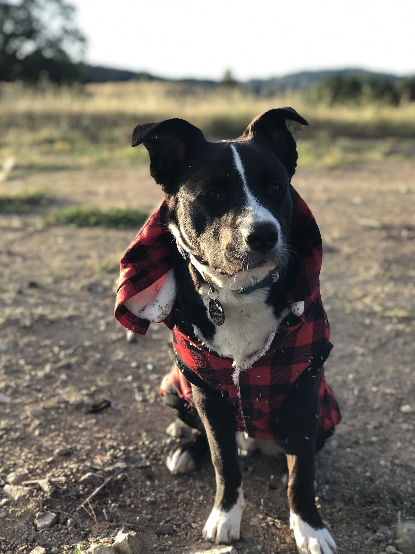 Hobbes wearing a flannel
