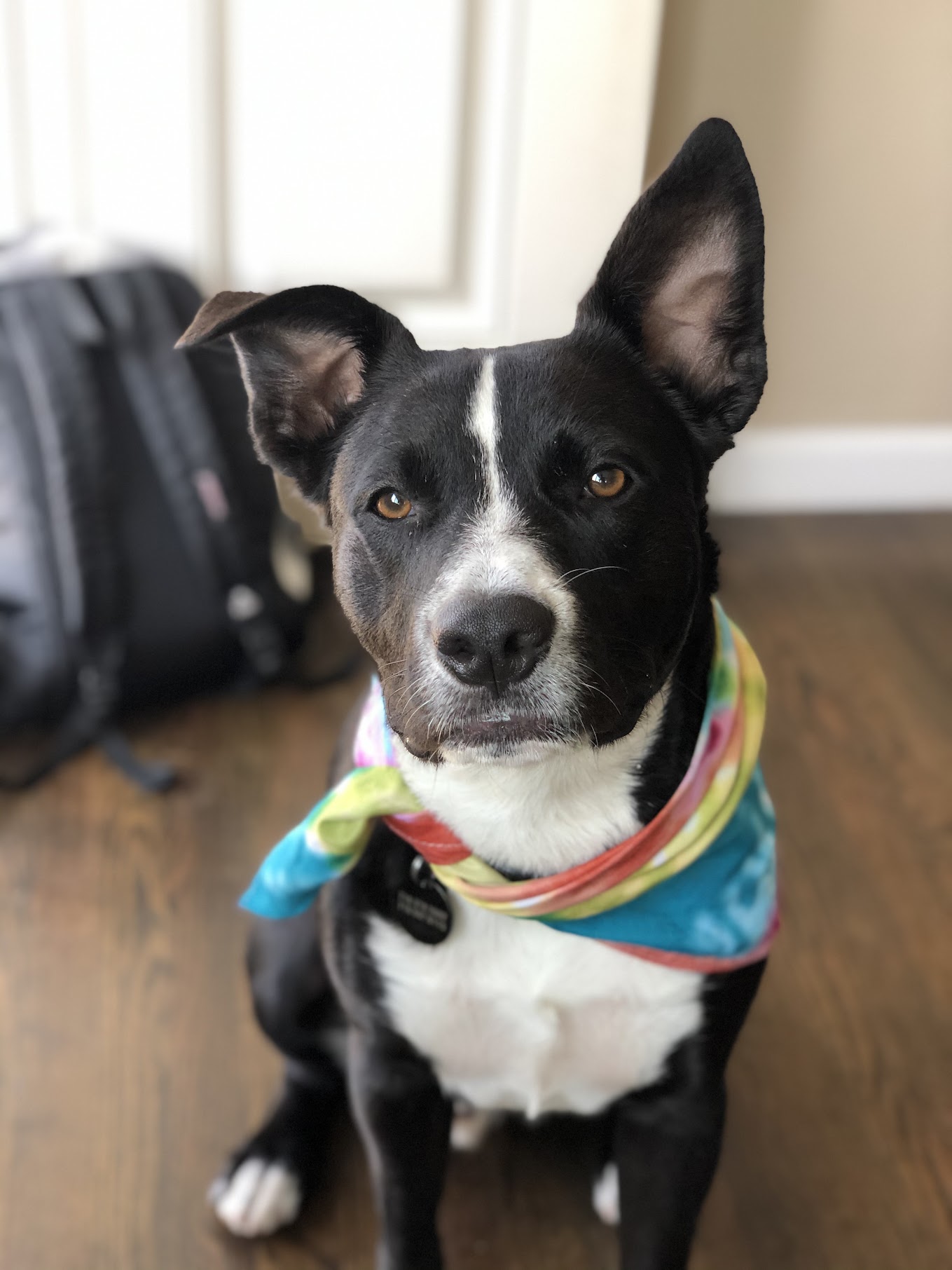 Hobbes with a bandana
