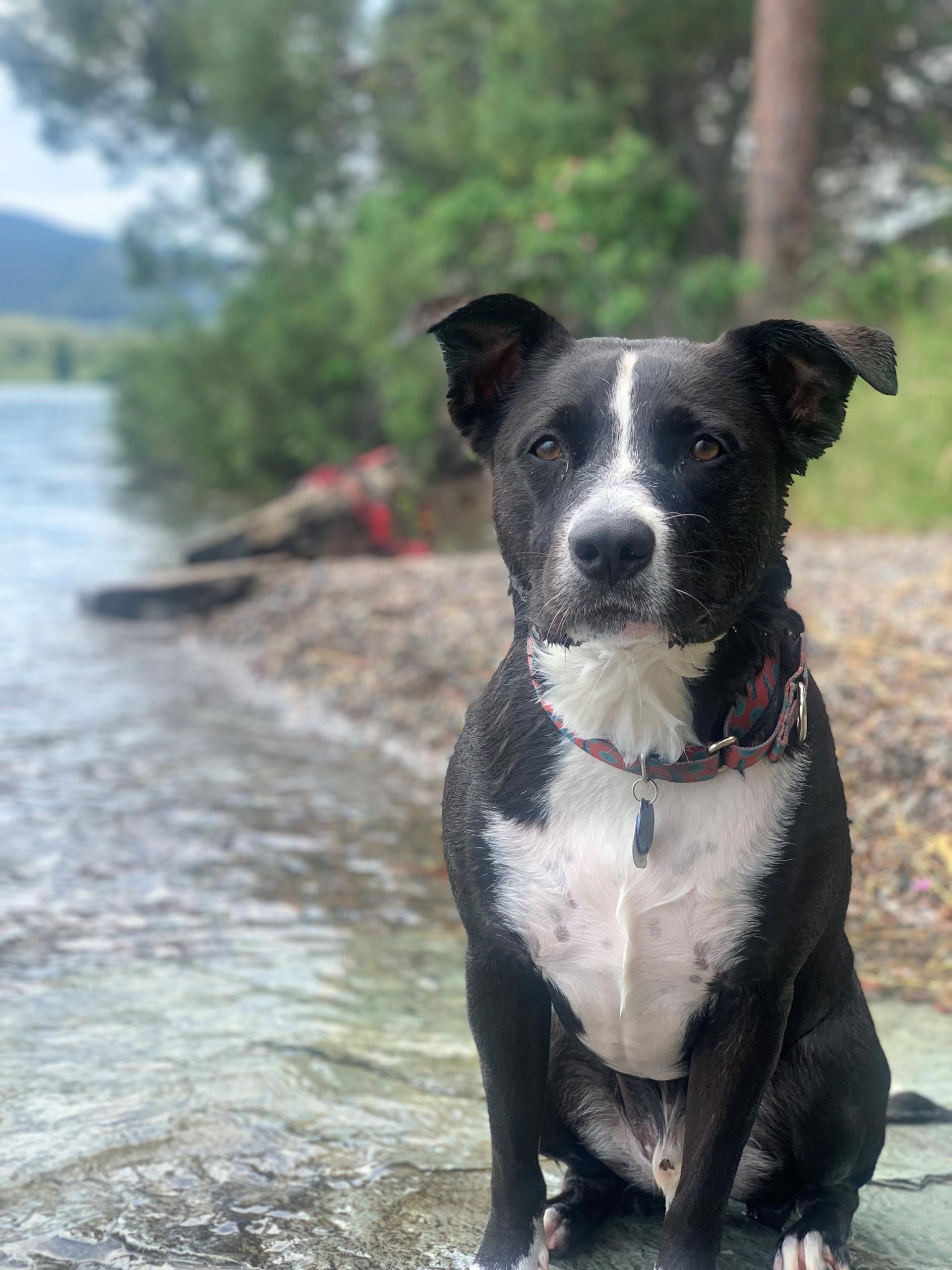 Hobbes enjoys a good swim